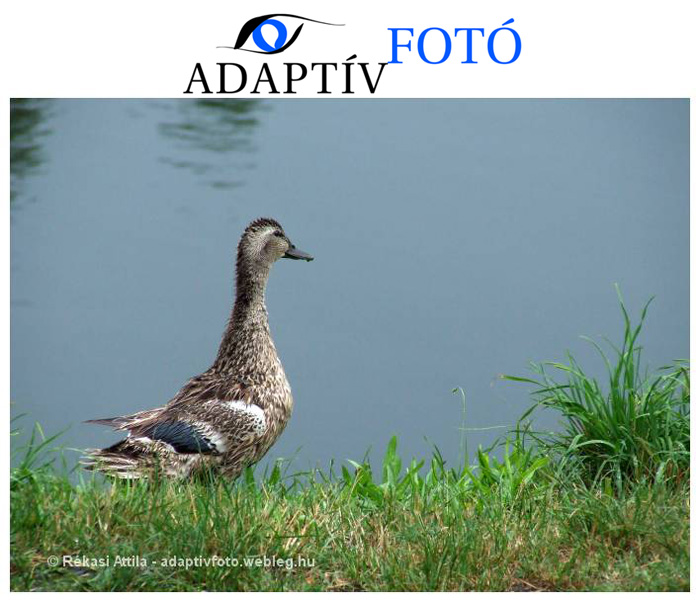 riportfotozas